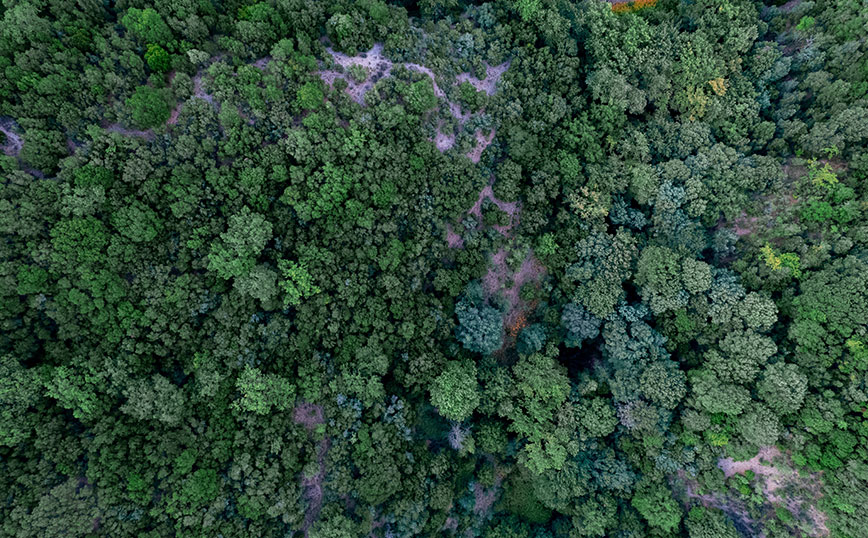 Δάσος Φολόης, Ηλεία