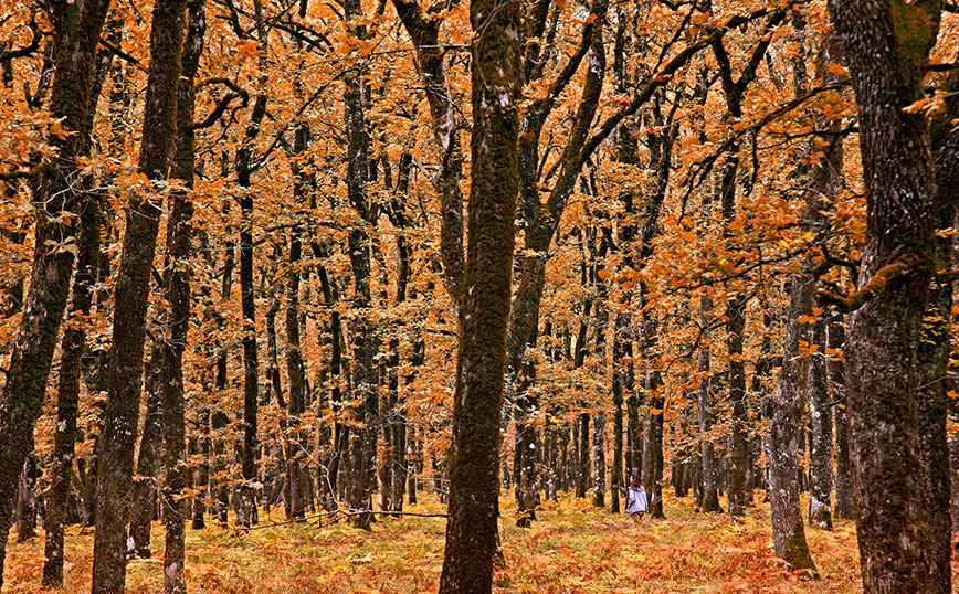 Δάσος Φολόης, Ηλεία