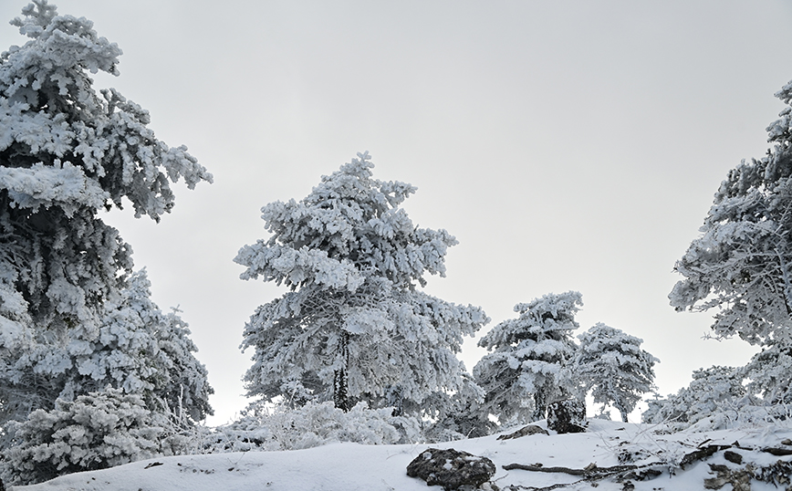 Χιόνια στην Πάρνηθα Χιόνια στην Πάρνηθα