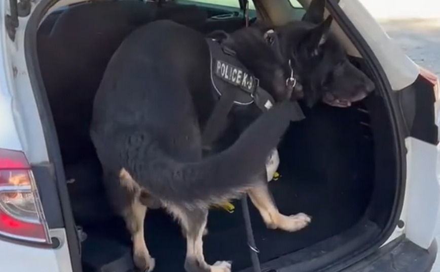 Θεσσαλονίκη: Ο αστυνομικός σκύλος «Ακύλας» ξετρύπωσε ναρκωτικά κρυμμένα σε παιδικό κάθισμα αυτοκινήτου