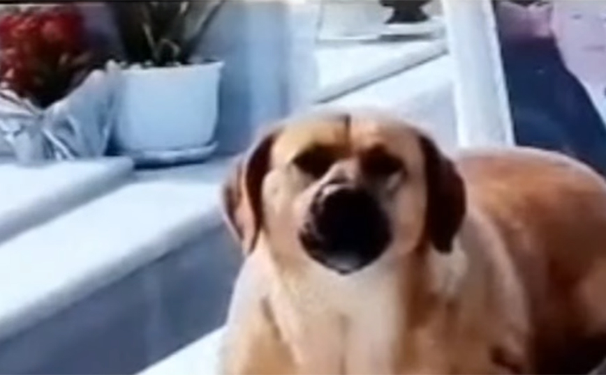 Κρήτη: Σκυλί δεν αποχωρίζεται το αφεντικό του ούτε μετά θάνατον – Κάθεται στο μνήμα και κλαίει