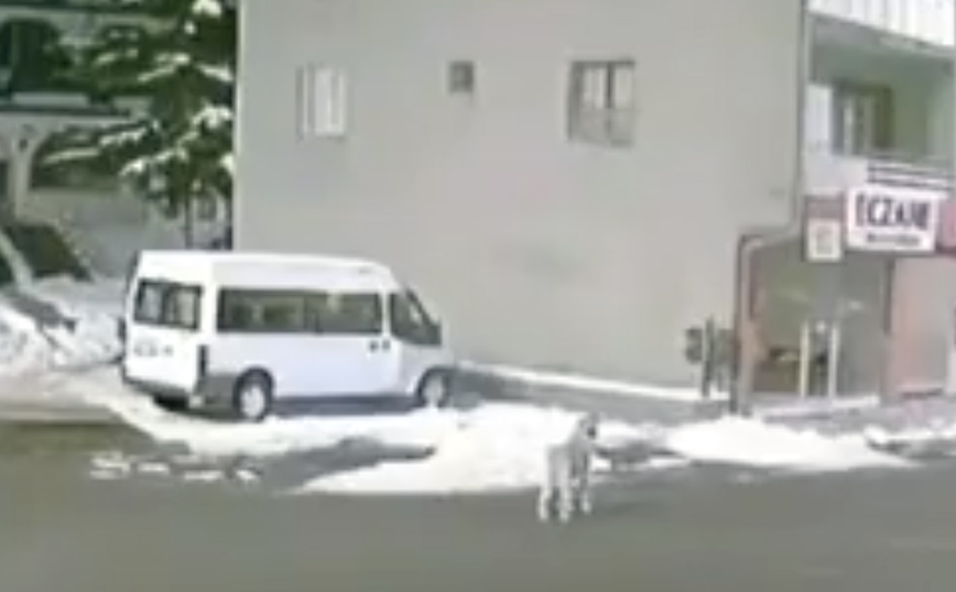 Το viral βίντεο που φέρεται να δείχνει σκύλο να αλυχτά για να προειδοποιήσει τους ανθρώπους για τον σεισμό