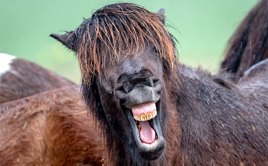 Άλογο Άλογο