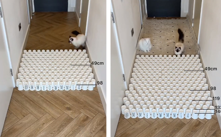 Γάτα αποδεικνύει ότι δε θέλει κόπο, θέλει τρόπο