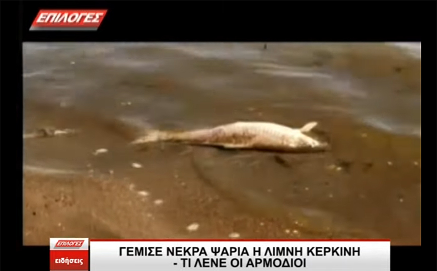 Νεκρά ψάρια ξεβράστηκαν στη λίμνη Κερκίνη – «Δεν έχει παρατηρηθεί ξανά τόσο μεγάλος αριθμός»