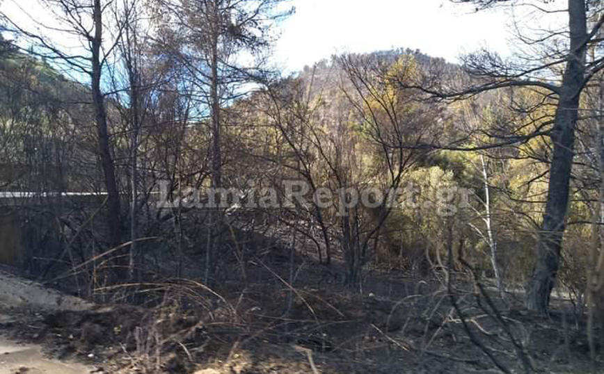 Δεκάδες στρέμματα έγιναν στάχτη από τη φωτιά στη Μενδενίτσα – Οι θυελλώδεις άνεμοι «φουντώνουν» συνεχώς τις φλόγες