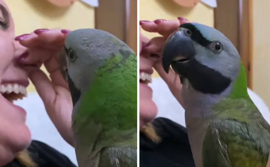 Παπαγάλος μιμείται τον βήχα της ιδιοκτήτριάς του