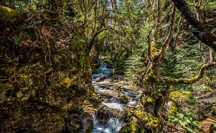 Παύλιανη, Φθιώτιδα Παύλιανη, Φθιώτιδα