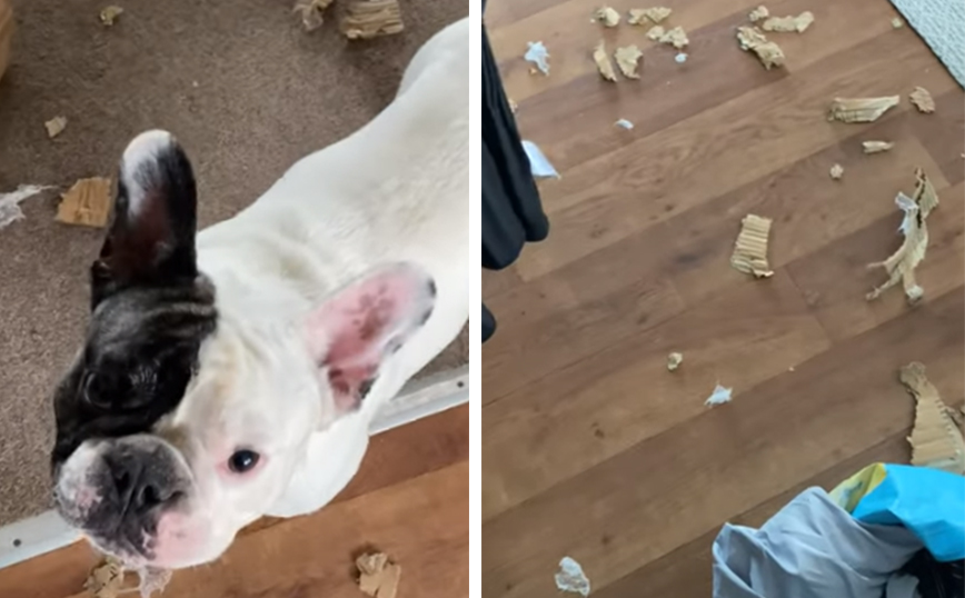 Όταν αφήνεις τα κατοικίδιά σου μόνα τους για λίγα λεπτά