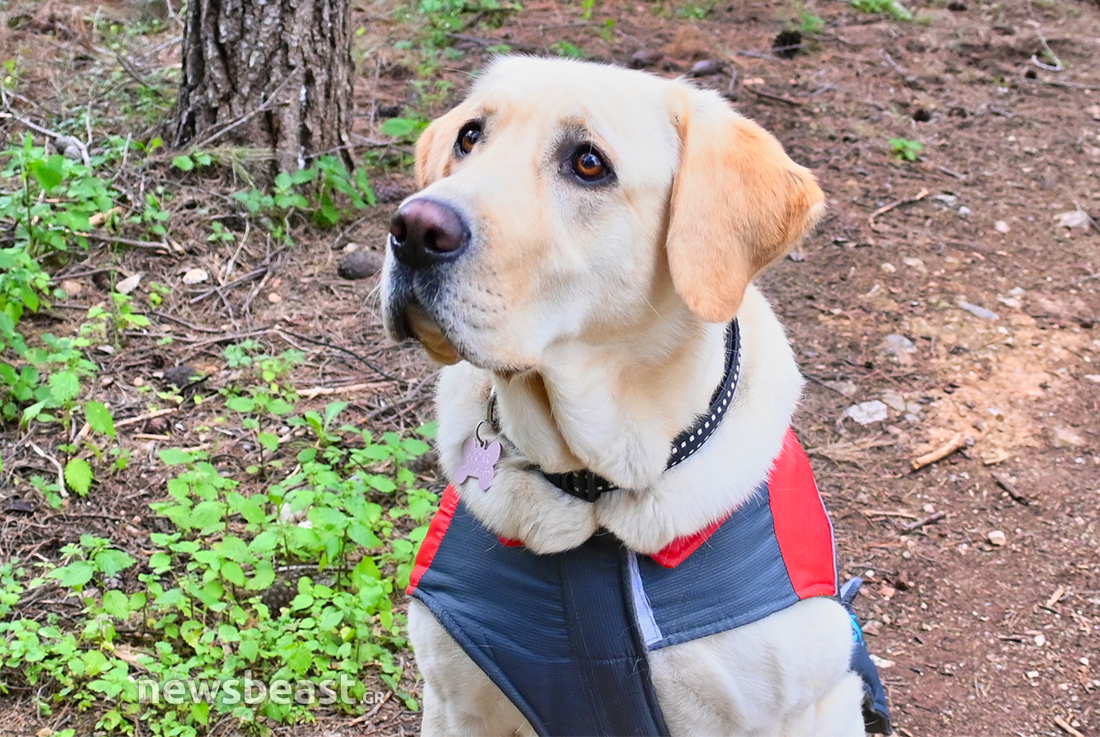 Sugar σκύλος διασώστης