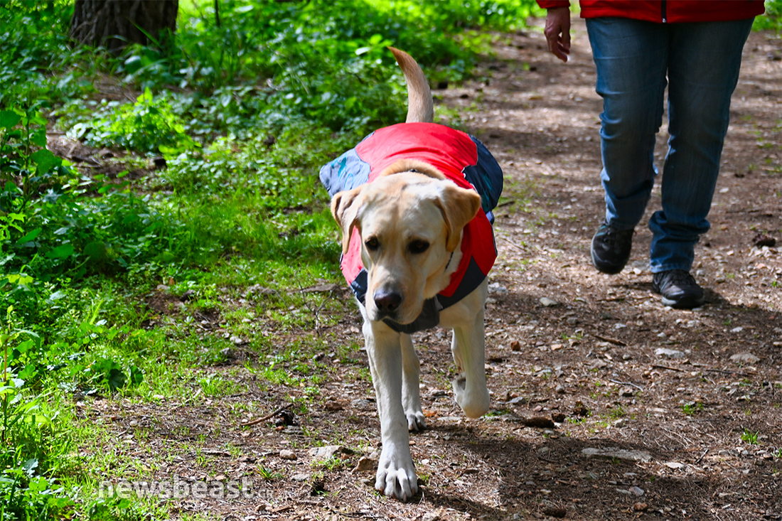 Sugar σκύλος διασώστης