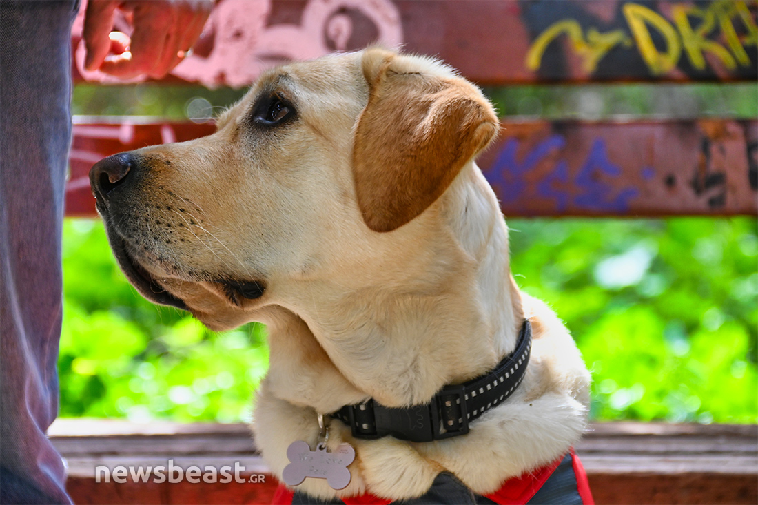 Sugar σκύλος διασώστης