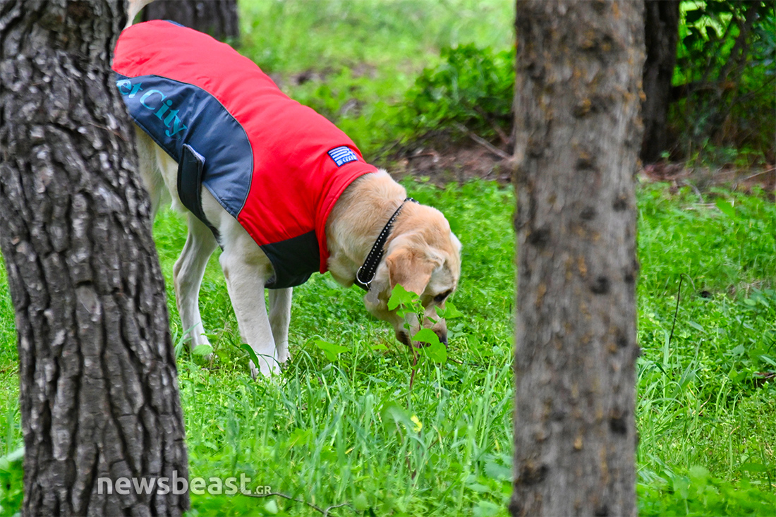 Sugar σκύλος διασώστης