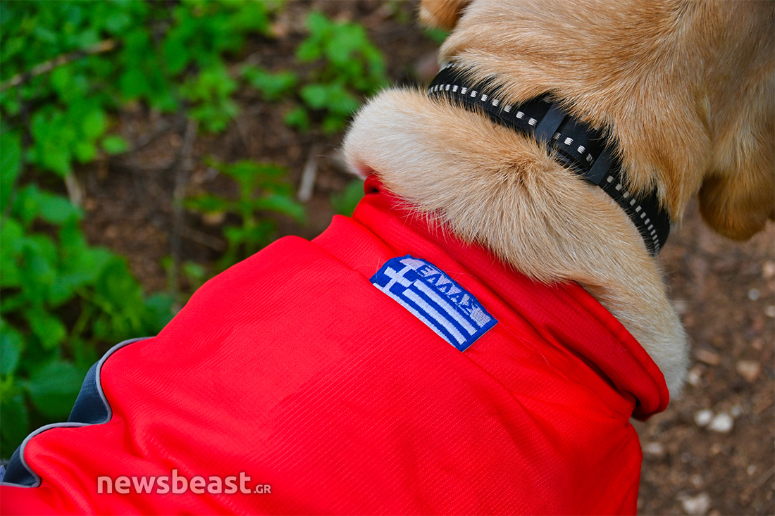 Sugar σκύλος διασώστης