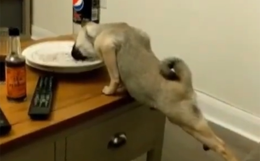 Αν έχεις σκύλο, θα σου θυμίσει πολλά