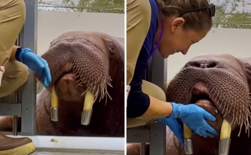 Κάνοντας οδοντιατρική εξέταση σε έναν θαλάσσιο ίππο