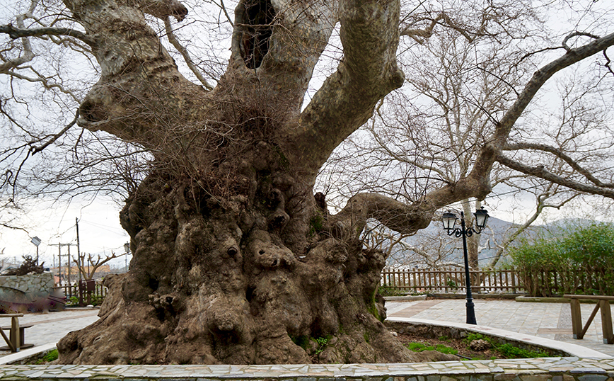 Κράσι, Ηράκλειο, Κρήτη Κράσι, Ηράκλειο, Κρήτη