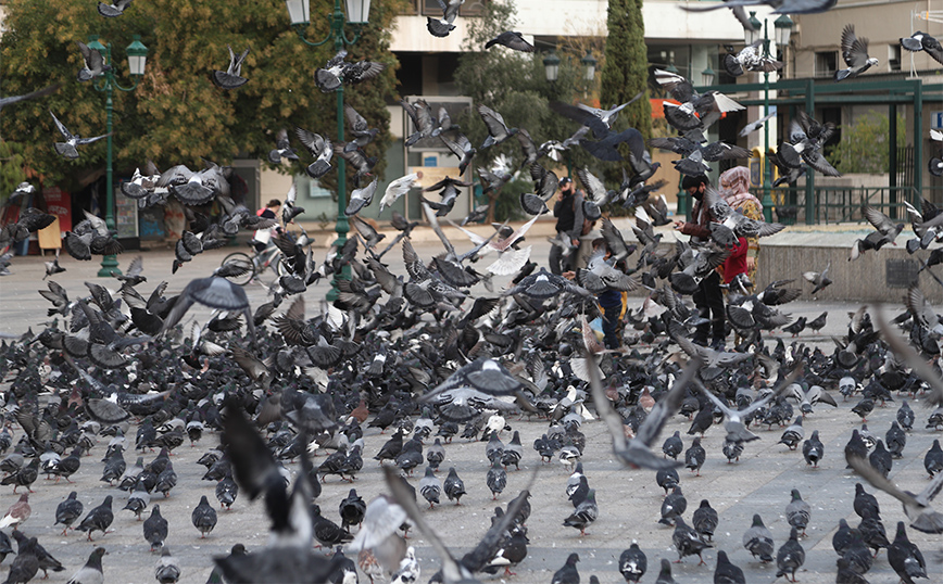 Στο κυνήγι των «φτερωτών αρουραίων» η Θεσσαλονίκη: Επιχείρηση απομάκρυνσης μέχρι και με… εναερίτες