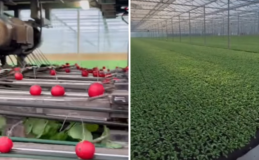 Μηχάνημα συλλέγει ραπανάκια και γίνεται viral