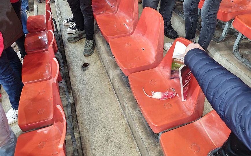 Η κατάσταση ξέφυγε σε ποδοσφαιρικό ντέρμπι στο Βέλγιο: Οπαδοί της Σαρλερούα πέταξαν νεκρά ποντίκια στους αντιπάλους τους