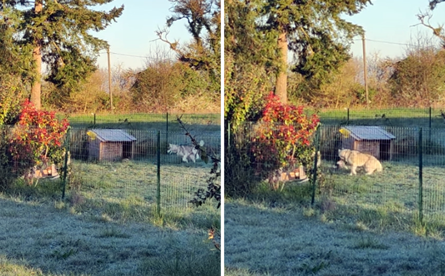 Σαν τον σκύλο&#8230; με το κουνέλι
