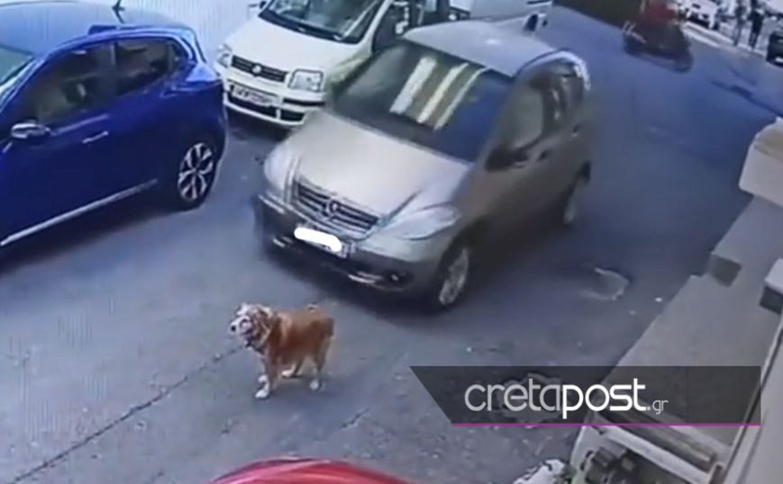 Ελεύθερη η 63χρονη που χτύπησε σκύλο με το αυτοκίνητό της στην Κρήτη