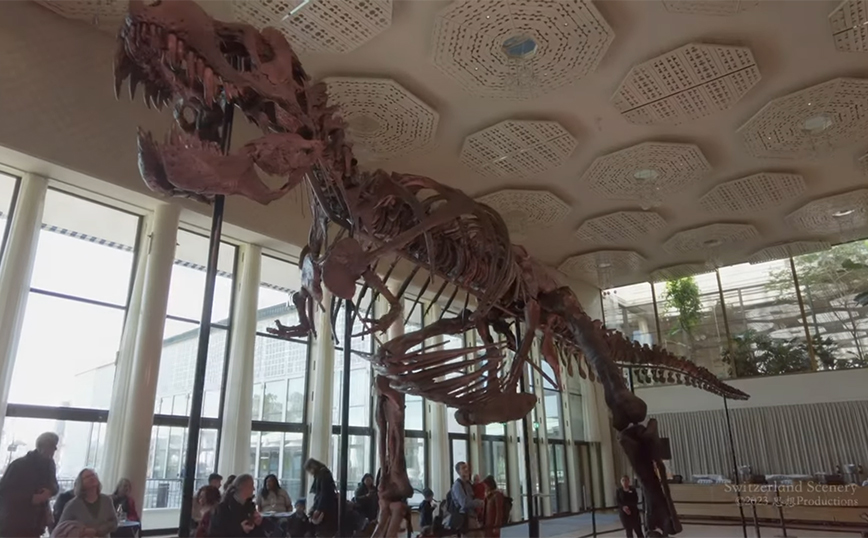 Πρώτη φορά στην Ευρώπη βγήκε σε δημοπρασία ολοκληρωμένος σκελετός Τυραννόσαυρου Ρεξ