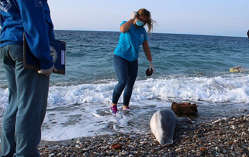 Νεκρό δελφίνι ξεβράστηκε σε παραλία της Σάμου – Έφερε σημάδια από αιχμηρό αντικείμενο σε όλο του το σώμα