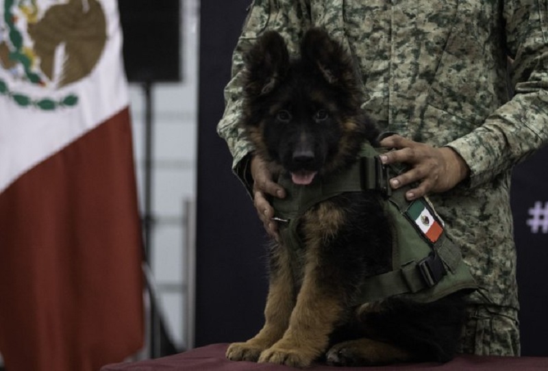 Η Τουρκία δώρισε κουτάβι στο Μεξικό μετά την απώλεια ειδικά εκπαιδευμένου σκύλου στα συντρίμμια του φονικού σεισμού