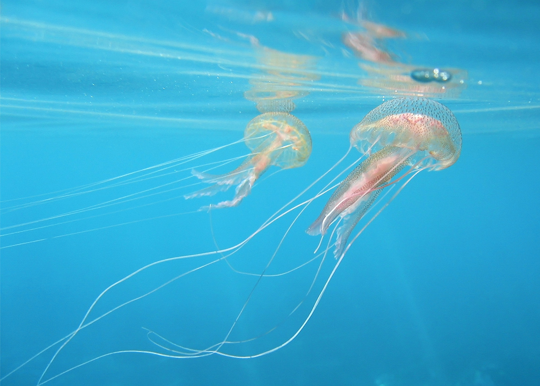 μωδ μέδουσες μωδ μέδουσες