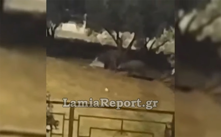 Βολτάρουν καθημερινά τα αγριογούρουνα στη Λαμία – Δείτε βίντεο