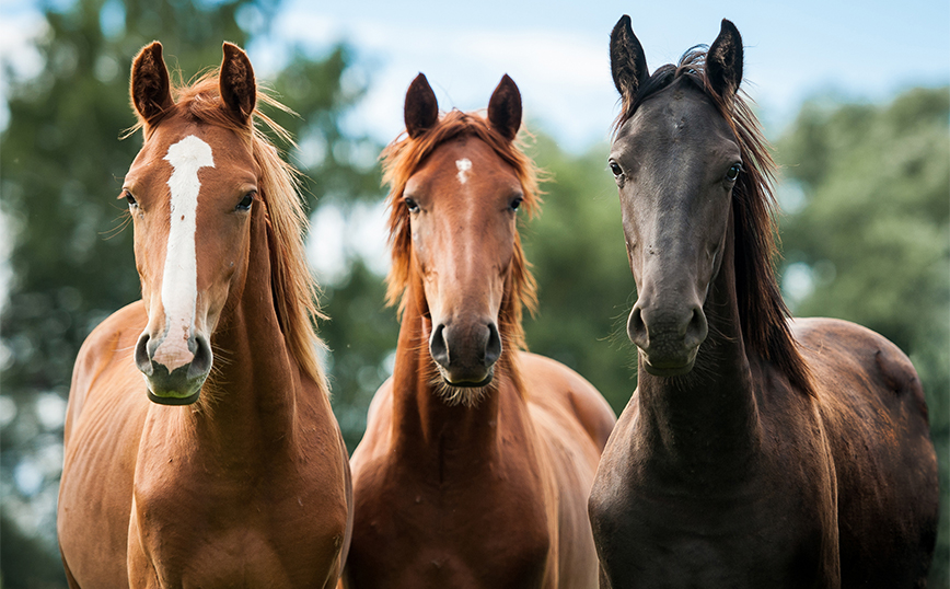 Κτηνωδία στη Σαμαρίνα: Αποτροπιασμός για τα τεμαχισμένα άλογα &#8211; «Έβγαλαν τα κρέατα, τα πήραν για φαγητό» λέει ο ιδιοκτήτης