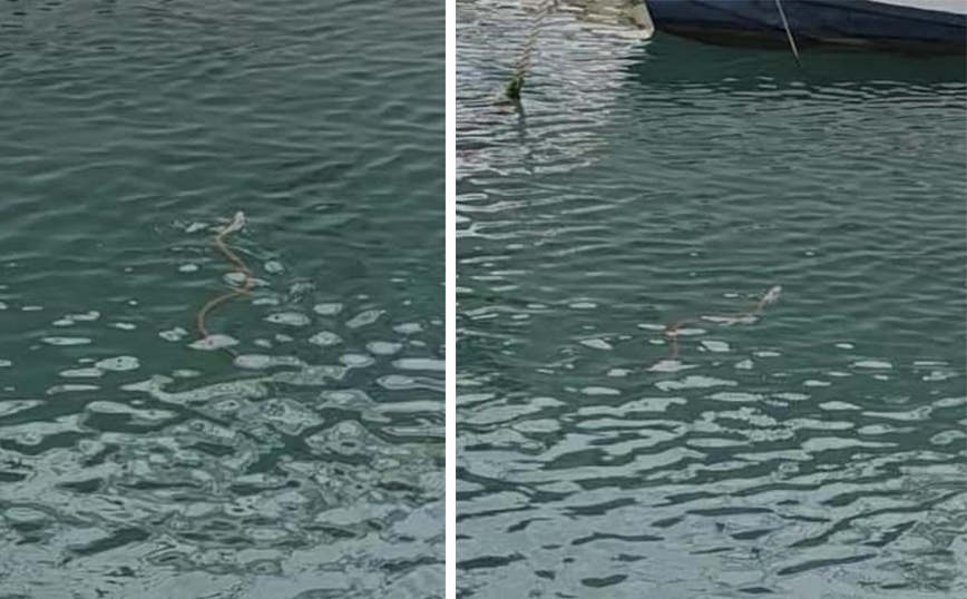 Αναστάτωση από φίδι που κολυμπά στο Ενετικό Λιμάνι του Ηρακλείου