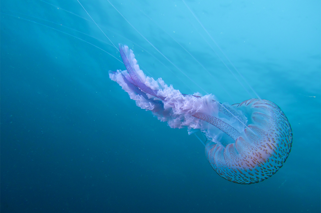 μωβ μέδουσα μωβ μέδουσα