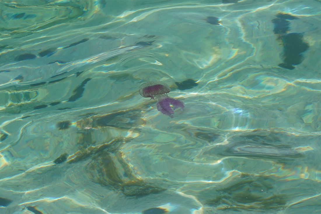 μεδουσες μεδουσες