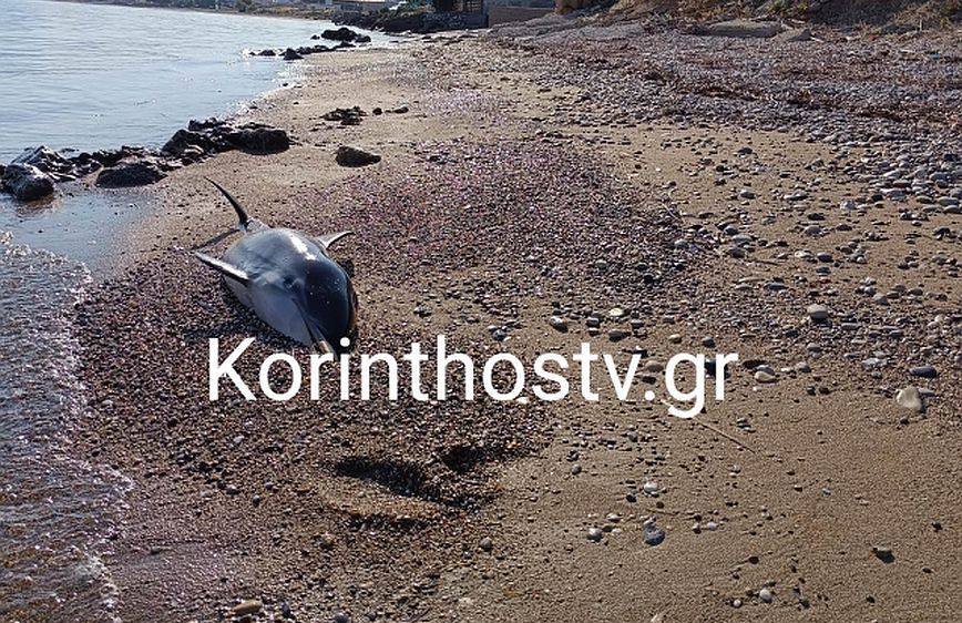 Θλίψη για μικρό δελφίνι: Εντοπίστηκε νεκρό σε παραλία στην Κόρινθο