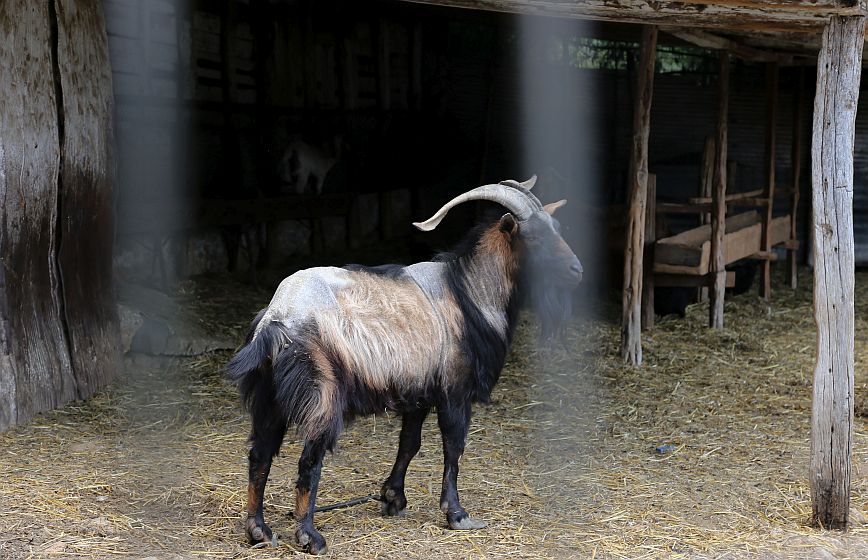 Θρίλερ με τον θάνατο της 68χρονης στην Καβάλα – Εξετάζεται το ενδεχόμενο να την σκότωσε το κριάρι της