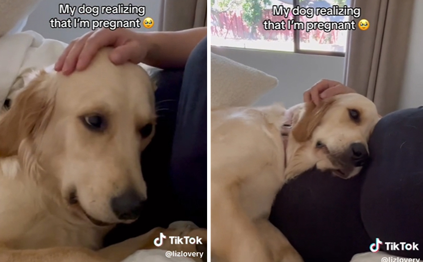 Η viral στιγμή που ένα golden retriever καταλαβαίνει πως η ιδιοκτήτριά του είναι έγκυος