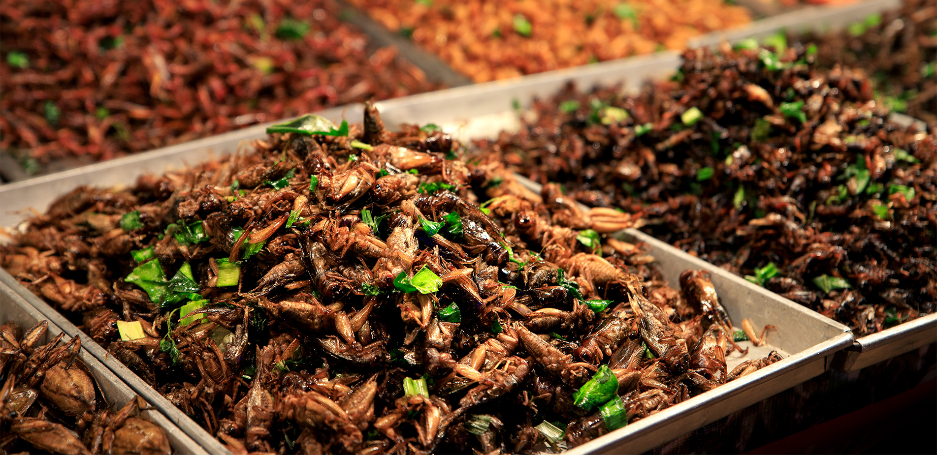 Τα έντομα στο πιάτο μας – Μπορούν να αντικαταστήσουν το κρέας στη διατροφή μας;