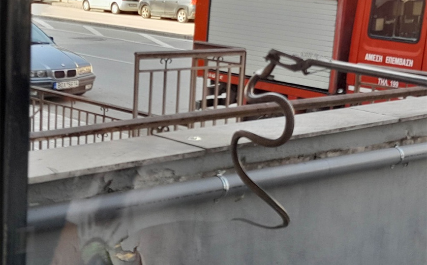 Πανικός στη Λάρισα: Βρέθηκε φίδι σε κατάστημα