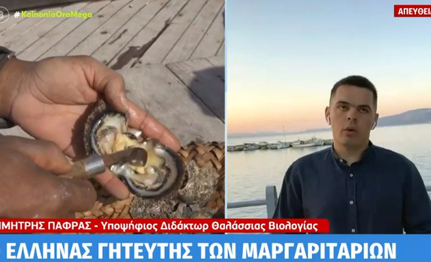Ο «κυνηγός» μαργαριταριών στις ελληνικές θάλασσες – Πώς εκτιμάται η αξία τους