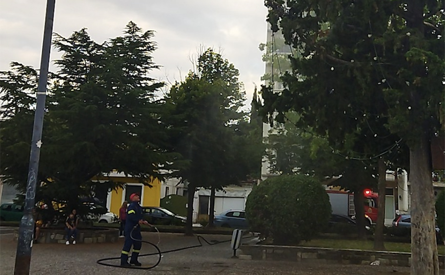 Κάλεσαν την πυροσβεστική για να κατεβάσει … μπάλα από δέντρο στη Λάρισα