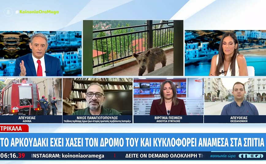 Αρκουδάκι έκανε βόλτες σε βεράντα σπιτιού στην Κρανιά Ασπροποτάμου &#8211; Περιφερόταν ημέρες στην περιοχή