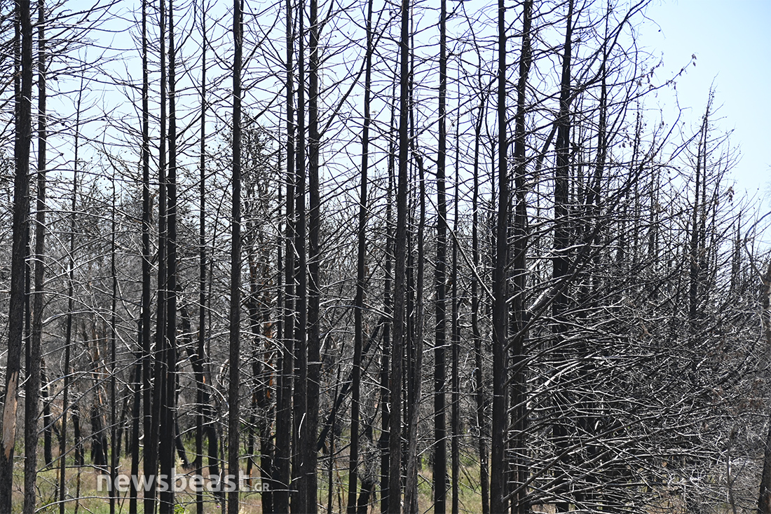 προετοιμασία για τις φωτιές προετοιμασία για τις φωτιές
