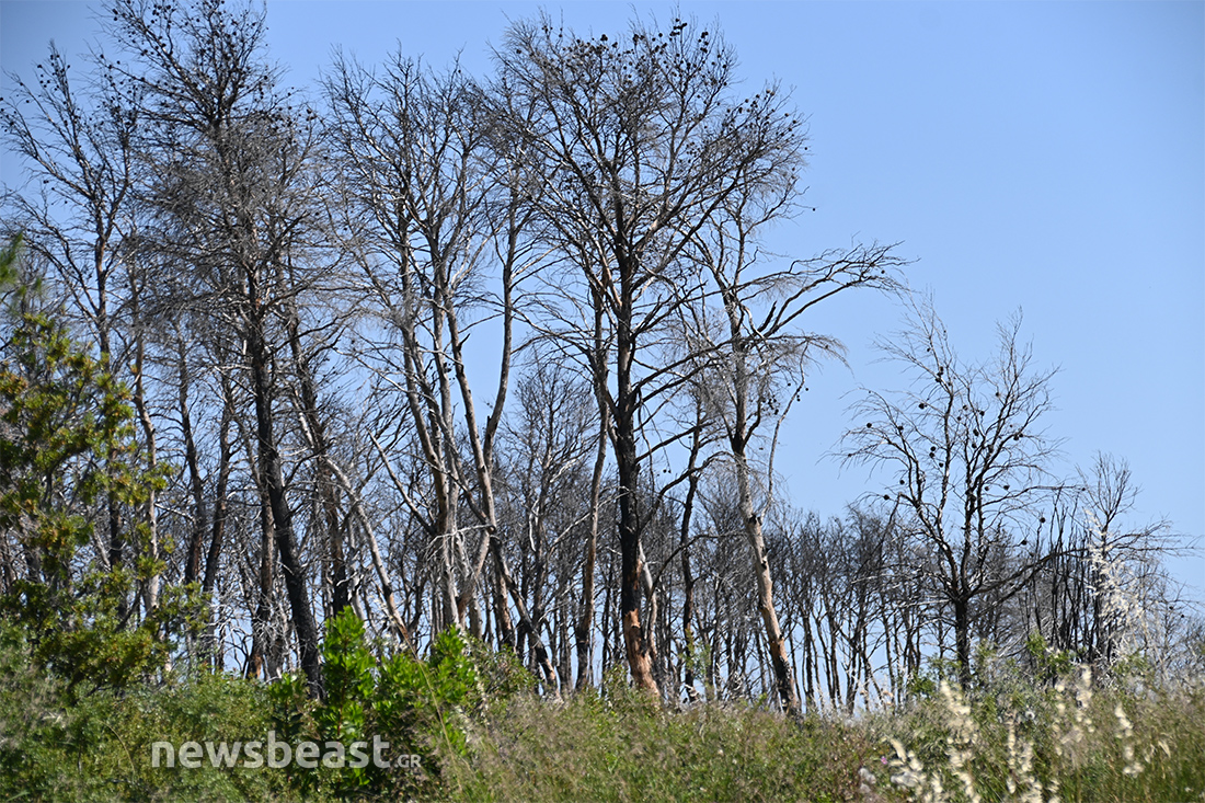 προετοιμασία για τις φωτιές προετοιμασία για τις φωτιές