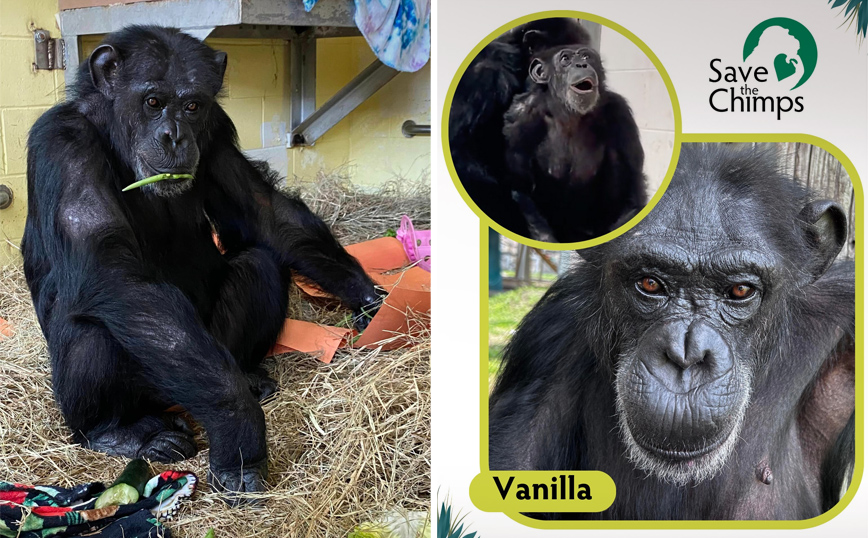 Η Βανίλια, ο θηλυκός χιμπατζής που συγκίνησε το διαδίκτυο, «δεν είχε νιώσει ποτέ ξανά το γρασίδι στα πόδια»