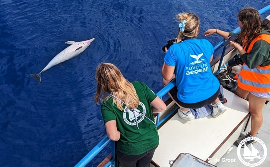 Ανησυχία για τα θανατωμένα δελφίνια στο Αιγαίο &#8211; SOS από το «Αρχιπέλαγος», βρέθηκαν ακόμη δύο