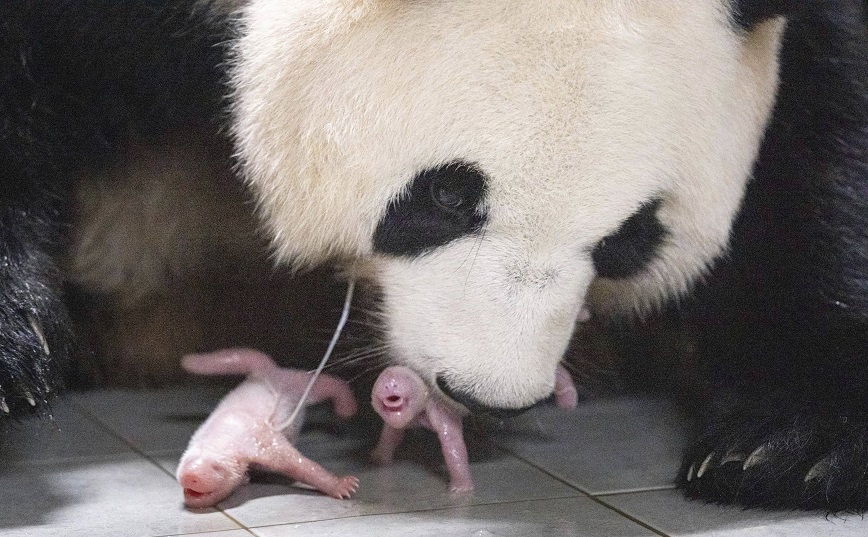 Δίδυμα γιγάντια πάντα γεννήθηκαν για πρώτη φορά σε ζωολογικό κήπο της Νότιας Κορέας