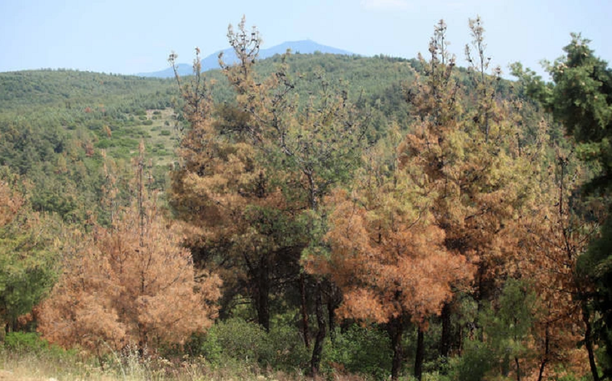 Διοικητικό πρόστιμο για παραβίαση της απαγόρευσης κυκλοφορίας στο Σέιχ Σου