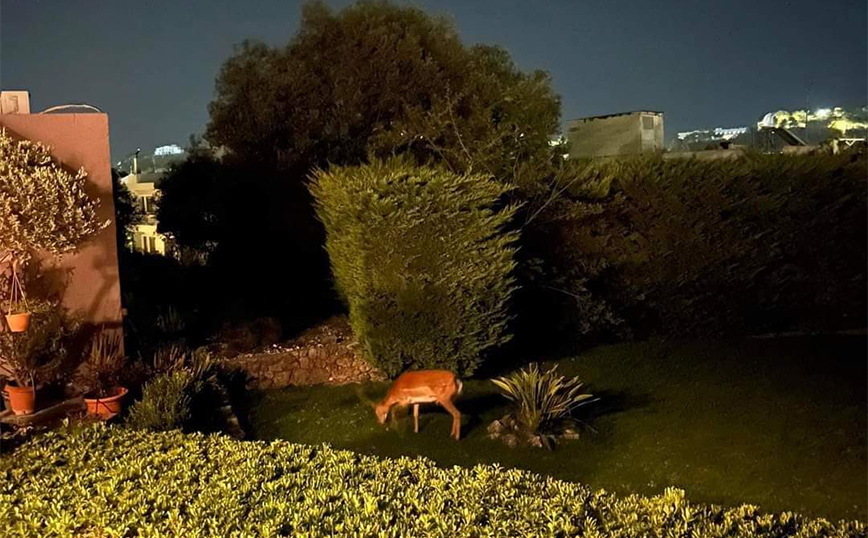 Φωτιά στη Ρόδο: Ελάφια σε κήπους σπιτιών για να σωθούν από τις φλόγες – Πολλά έχουν πέσει θύματά τους